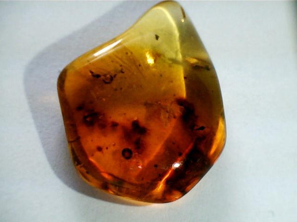 Baltic Amber Fossil with Insect Inside - Specimen in Display Case #A4
