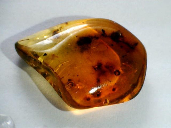 Baltic Amber Fossil with Insect Inside - Specimen in Display Case #A4