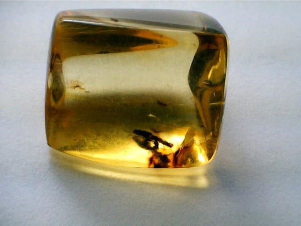 Baltic Amber Fossil with Insect Inside - Specimen in Display Case #A5