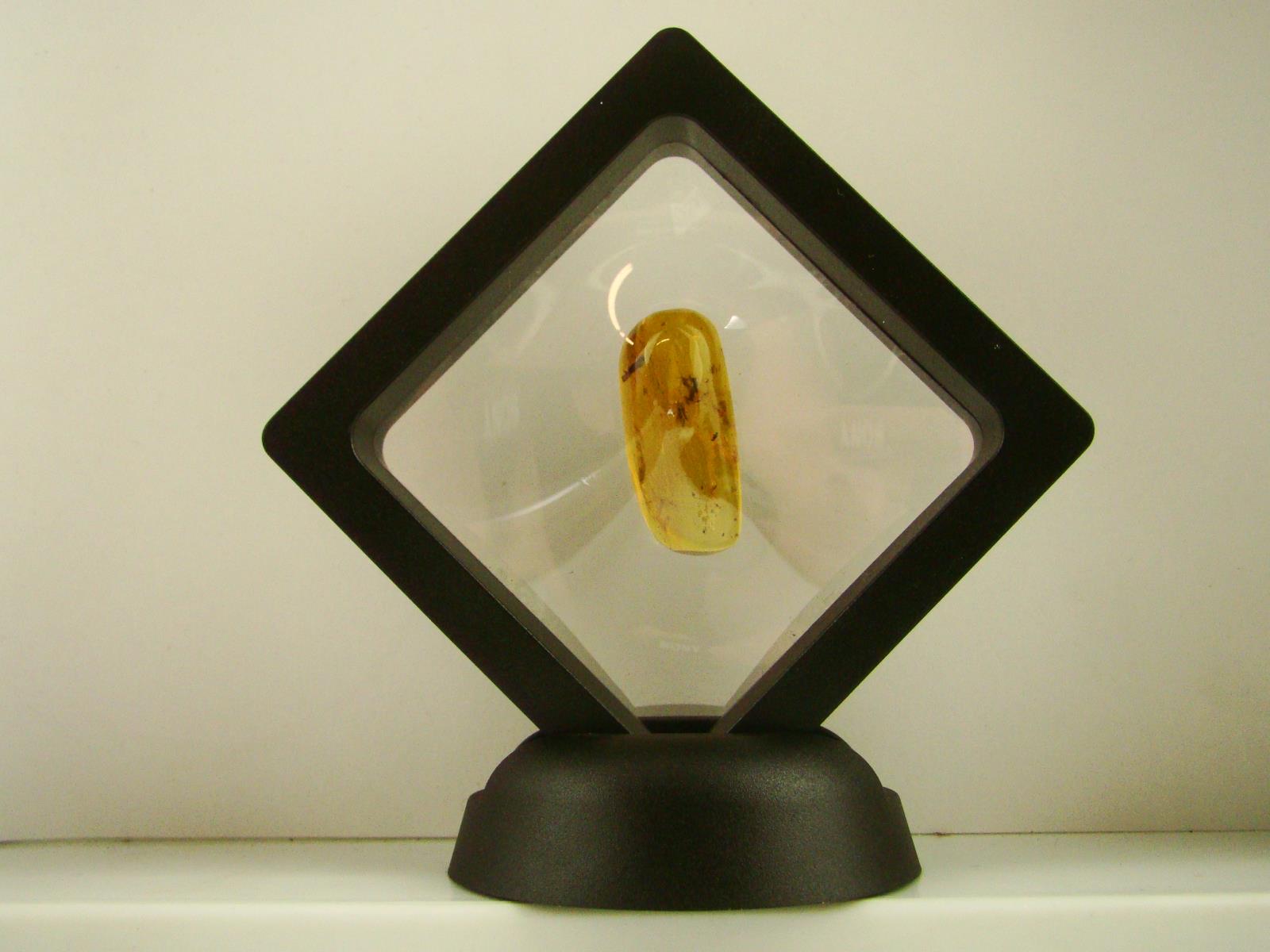 Baltic Amber Fossil with Insect Inside - Specimen in Display Case #A6