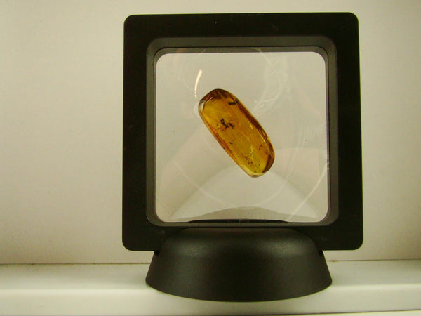 Baltic Amber Fossil with Insect Inside - Specimen in Display Case #A6