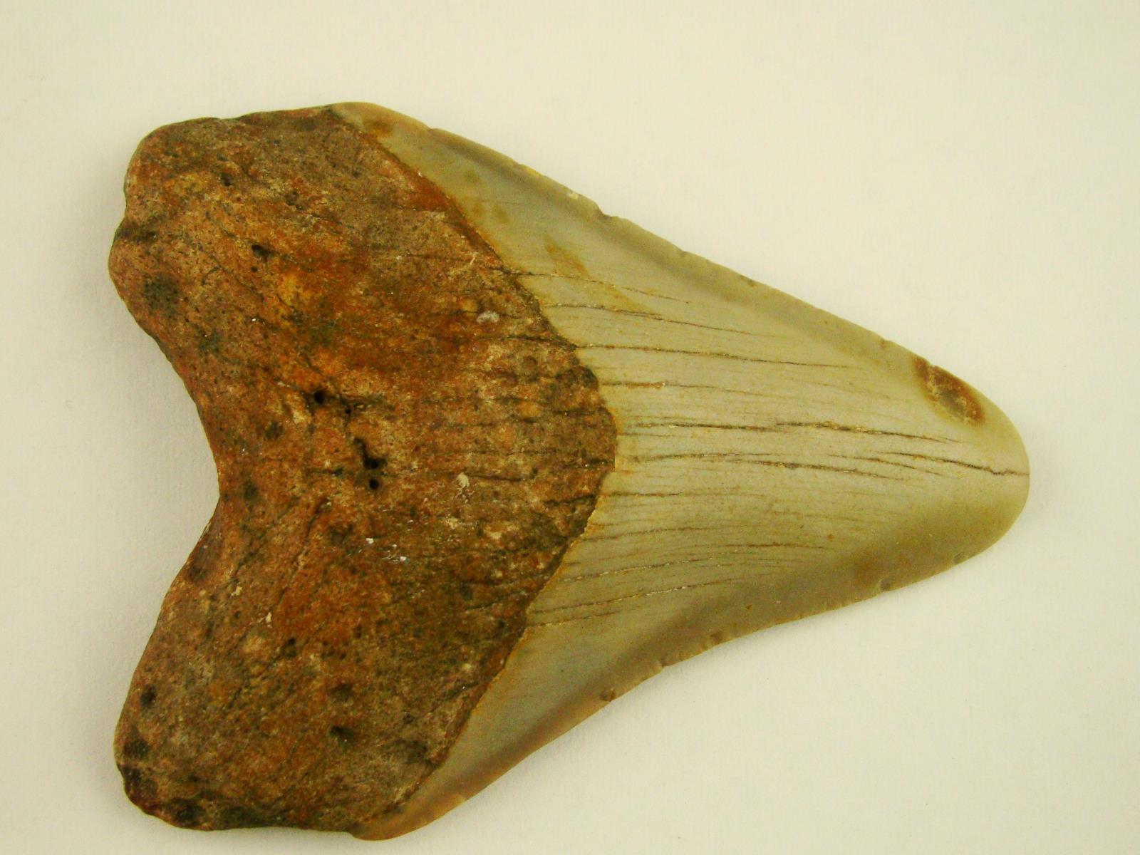 Beautiful Carcharocles Megalodon Shark Tooth Fossil in Display Case #B1