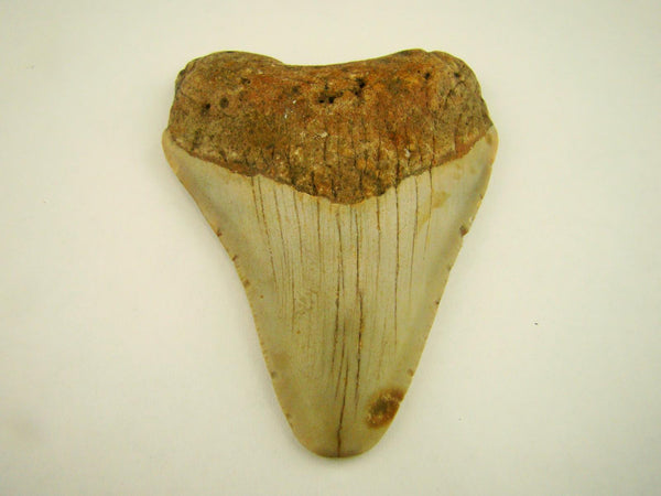 Beautiful Carcharocles Megalodon Shark Tooth Fossil in Display Case #B1