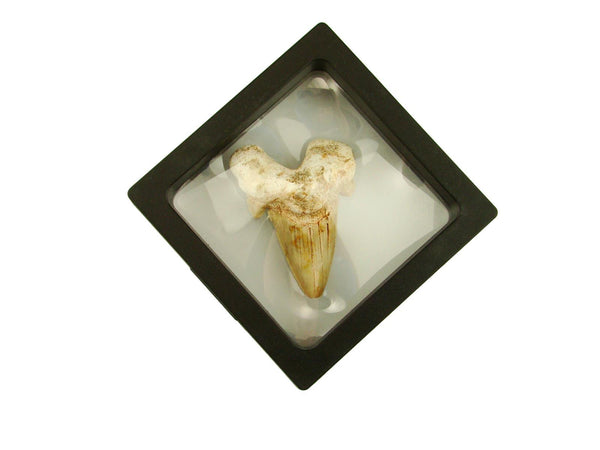 Beautiful Carcharocles Auriculatus Shark Tooth Fossil in Display Case #CA3
