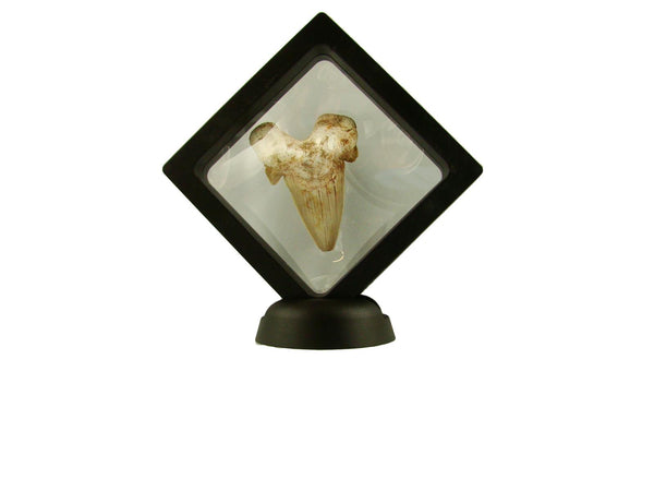 Beautiful Carcharocles Auriculatus Shark Tooth Fossil in Display Case #CA3
