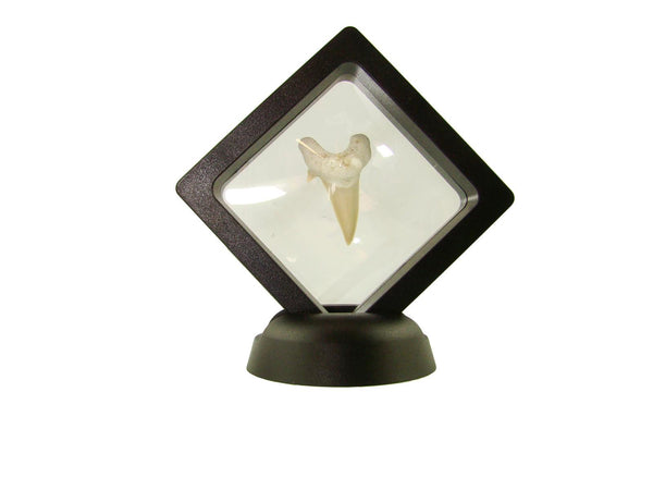 Beautiful Carcharocles Auriculatus Shark Tooth Fossil in Display Case #CA4