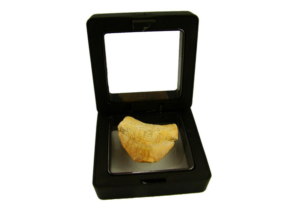 Beautiful Squalicorax Shark Tooth Fossil in Display Case #S1