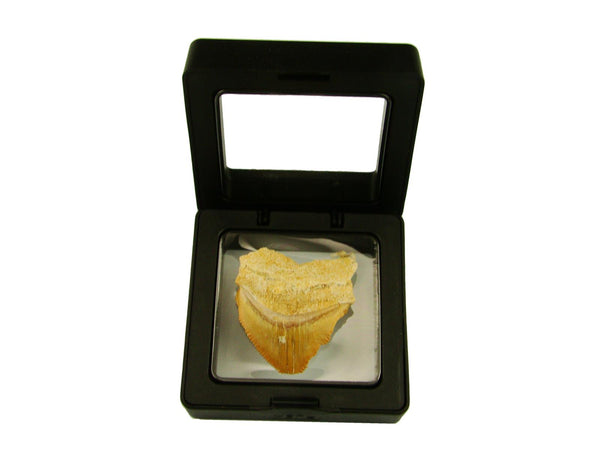 Beautiful Squalicorax Shark Tooth Fossil in Display Case #S2