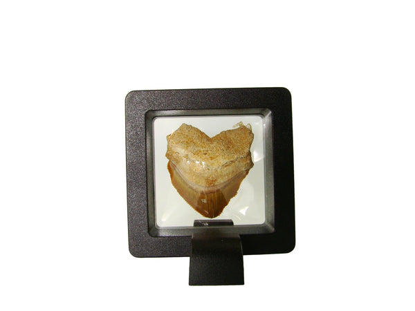 Beautiful Squalicorax Shark Tooth Fossil in Display Case #S2