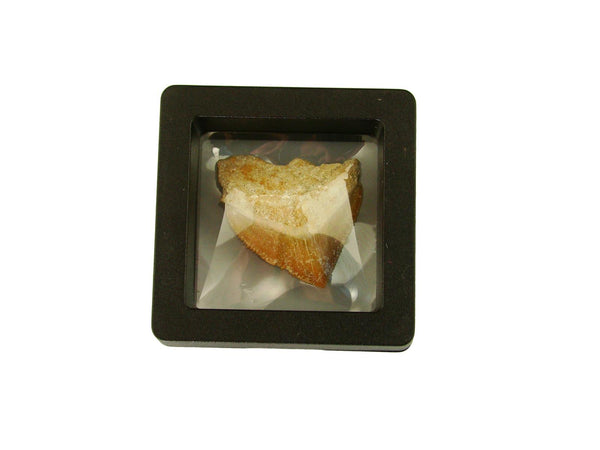 Beautiful Squalicorax Shark Tooth Fossil in Display Case #S3