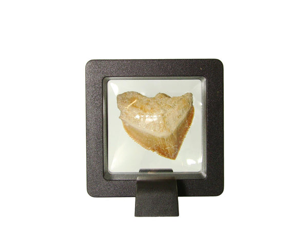 Beautiful Squalicorax Shark Tooth Fossil in Display Case #S3