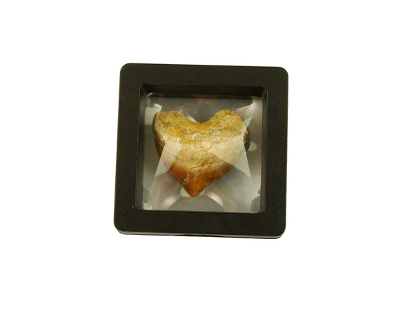 Beautiful Squalicorax Shark Tooth Fossil in Display Case #S4