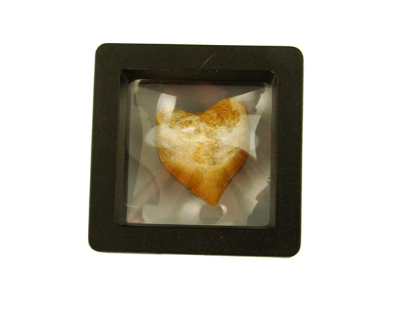 Beautiful Squalicorax Shark Tooth Fossil in Display Case #S6