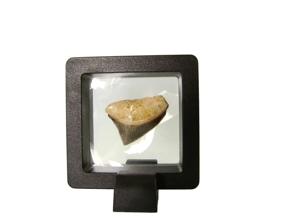 Beautiful Squalicorax Shark Tooth Fossil in Display Case #S9