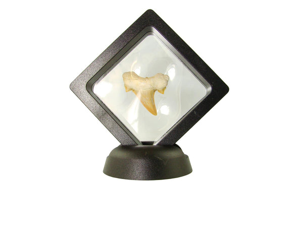 Beautiful Carcharocles Auriculatus Shark Tooth Fossil in Display Case #CA5