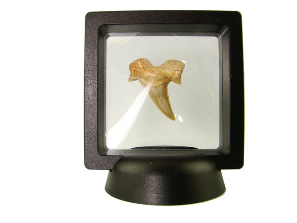 Beautiful Carcharocles Auriculatus Shark Tooth Fossil in Display Case #CA6