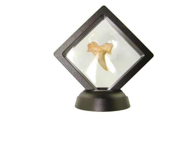 Beautiful Carcharocles Auriculatus Shark Tooth Fossil in Display Case #CA6