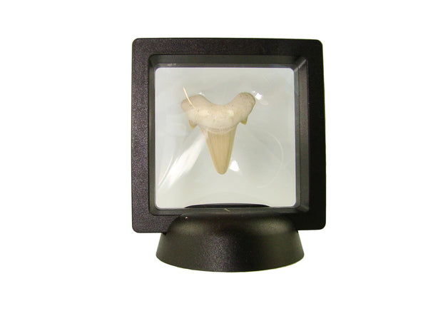 Beautiful Carcharocles Auriculatus Shark Tooth Fossil in Display Case #CA8