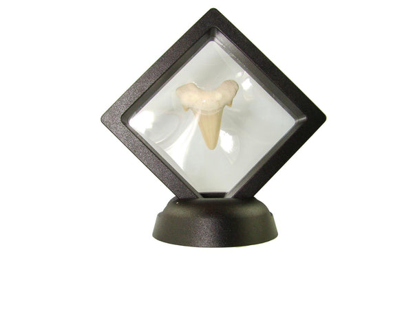 Beautiful Carcharocles Auriculatus Shark Tooth Fossil in Display Case #CA8
