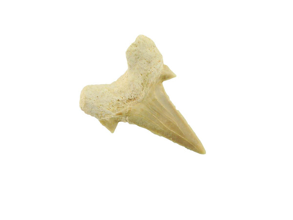 Beautiful Carcharocles Auriculatus Shark Tooth Fossil in Display Case #CA10