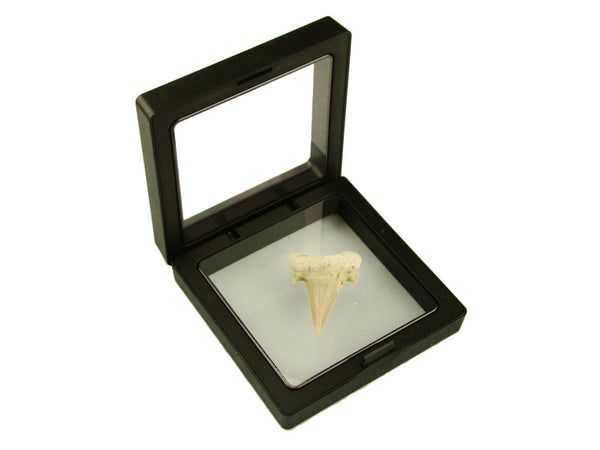 Beautiful Carcharocles Auriculatus Shark Tooth Fossil in Display Case #CA10