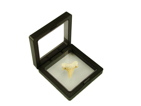 Beautiful Carcharocles Auriculatus Shark Tooth Fossil in Display Case #CA11