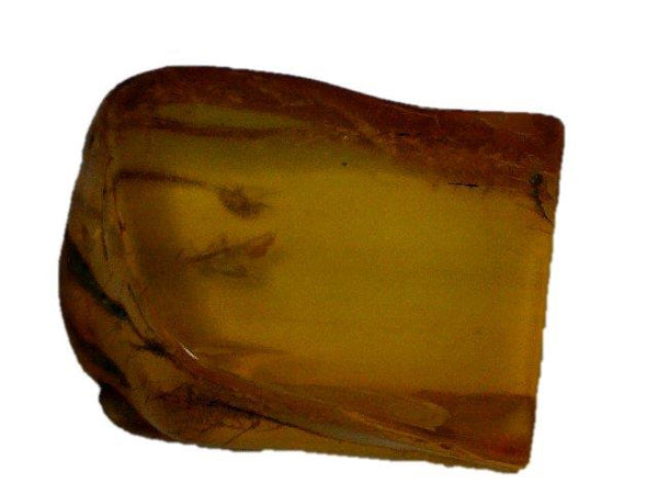 Baltic Amber Fossil with Insect Inside - Specimen in Display Case #A9