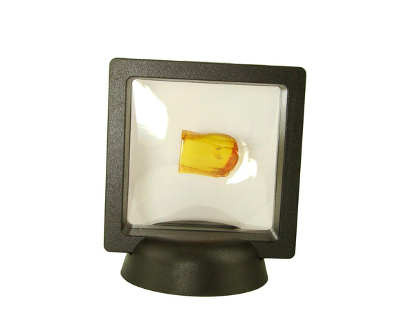 Baltic Amber Fossil with Insect Inside - Specimen in Display Case #A9
