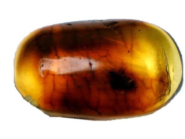 Baltic Amber Fossil with Insect Inside - Specimen in Display Case #A10