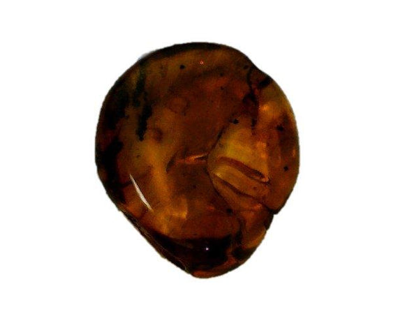 Baltic Amber Fossil with Insect Inside - Specimen in Display Case #A12