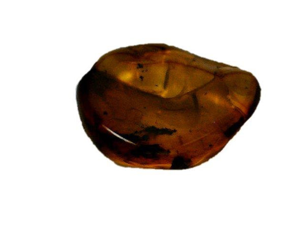 Baltic Amber Fossil with Insect Inside - Specimen in Display Case #A12
