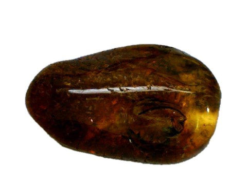 Baltic Amber Fossil with Insect Inside - Specimen in Display Case #A14