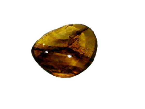 Baltic Amber Fossil with Insect Inside - Specimen in Display Case #A15