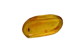 Baltic Amber Fossil with Insect Inside - Specimen in Display Case #A16