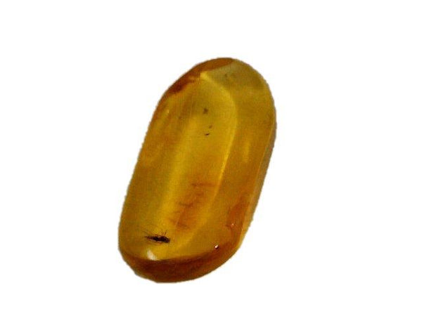 Baltic Amber Fossil with Insect Inside - Specimen in Display Case #A16