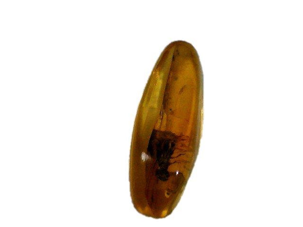 Baltic Amber Fossil with Insect Inside - Specimen in Display Case #A17