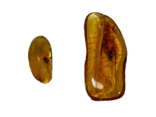 Two Small Baltic Amber Fossils with Insect Inside -Specimen in Display Case #A19