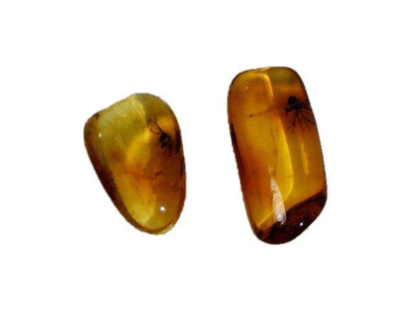 Two Small Baltic Amber Fossils with Insect Inside -Specimen in Display Case #A20