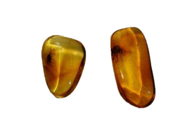 Two Small Baltic Amber Fossils with Insect Inside -Specimen in Display Case #A20