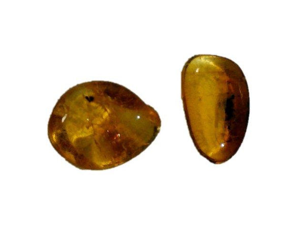 Two Small Baltic Amber Fossils with Insect Inside -Specimen in Display Case #A22