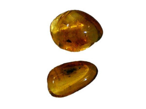 Two Small Baltic Amber Fossils with Insect Inside -Specimen in Display Case #A22